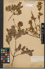 Foto von Salix starkeana Willd.